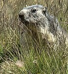 Super marmot...