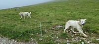 Schapenhonden, de rechtse blafte nogal...