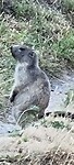 Zittende marmot...
