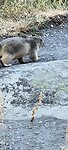 Staande marmot