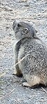 Lòòpende  marmot...