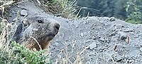 Loerende marmot....
