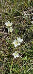 Allepe blomme...