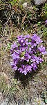 Pèèrse Alleppe blomme...
