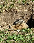 Zonnebaaiende marmot...