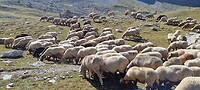 Grazende schapenkudde