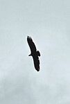 Eagle...
