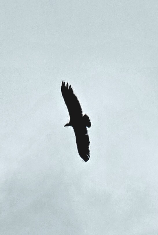 Eagle...