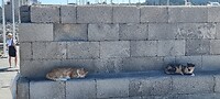 Griekse katte....
