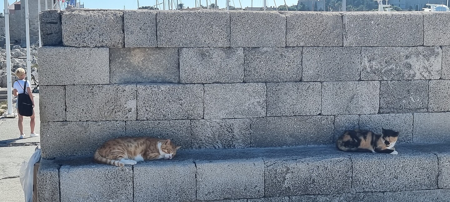 Griekse katte....