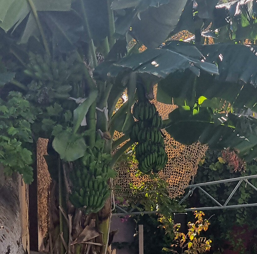 Bananen in mijn achtertuin....