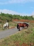 Wilde paarden op de Cabo