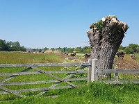 Hoogerheide