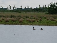 Zwaakse Weel