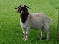 Cootje