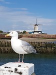 ZeeuwMeeuw