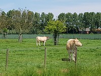 Groede