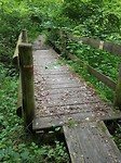 Zelden een bruggetje in dat bos