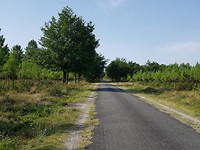 Alleen maar bossen...