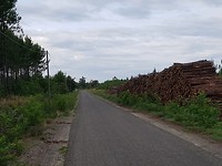 Het beeld van de Landes