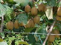 Kiwi's