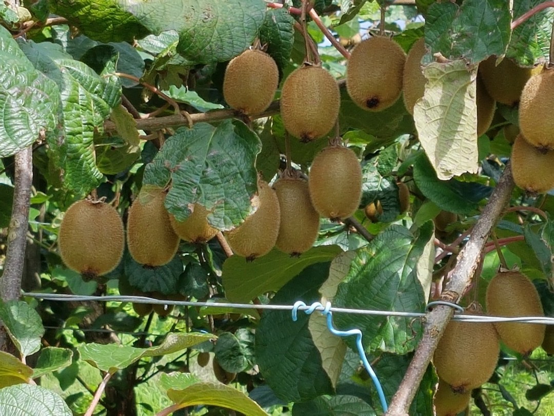 Kiwi's