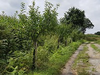 De fruitbomen...