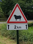 Ier springen de schapen 2 km oog...