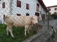 Is hier gewoon, koej in de tuin