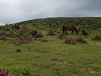 Paarden lopen hier vrij...