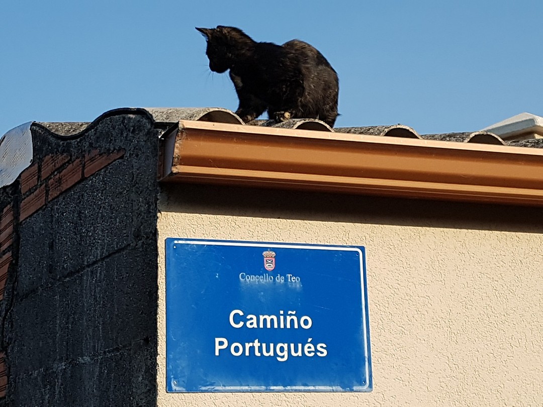 Die kat is toeval....