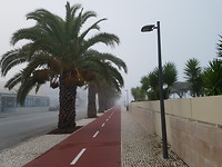 Palmen in de mist...