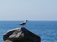 Vogeltje. ....