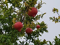 Kaki fruit ???