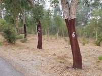Ontkurkte bomen....