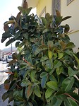Ficus groeit hier buiten...