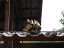 p6170244