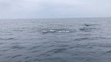 Life dolfijnenjacht op de Balizee