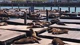Zeehonden show in SF