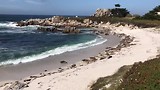 zeehonden Pacific Grove