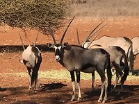Nog meer eerste wild met het nationale Symbool van Namibië