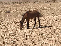 Wilde paarden van de Namib