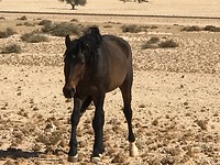 Wild paard