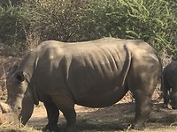 Rhino !!