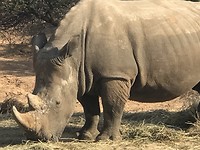 Rhino