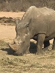 Rhino