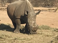 Rhino