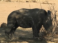 Mini Rhino