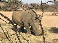 Mini Rhino