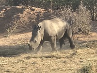Mini Rhino